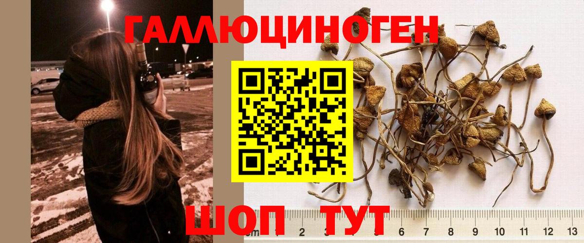 Псилоцибиновые грибы мухоморы  Вход с VPN  Горно-Алтайск 